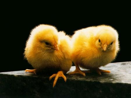 Les petits pousin